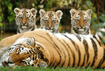 Siberian_Tigers jigsaw puzzle