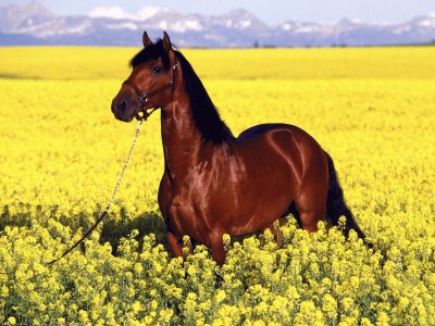 caballo entre flores