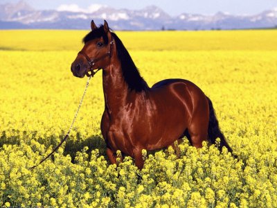 caballo entre flores jigsaw puzzle