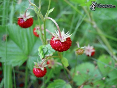 פאזל של fraises des bois