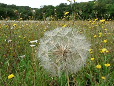 פאזל של fleur de pissenlit