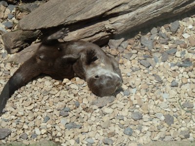 Otter jigsaw puzzle