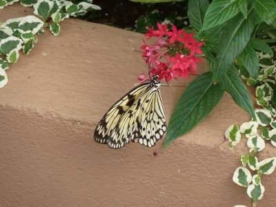 פאזל של butterfly