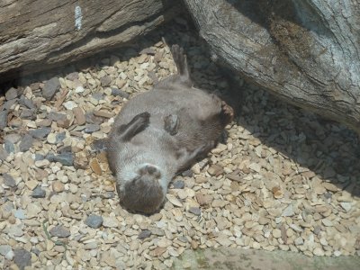 Otter 2 jigsaw puzzle