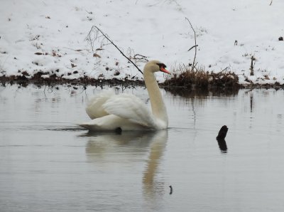 Swan on Snowday jigsaw puzzle