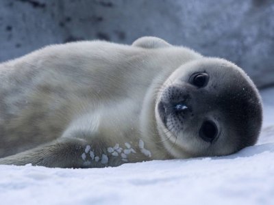 CrÃ­a de Foca de Weddell