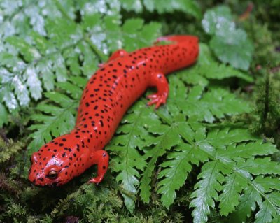 פאזל של Salamandra Roja