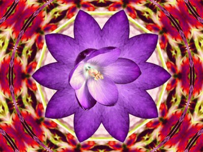 Crocus Flower jigsaw puzzle