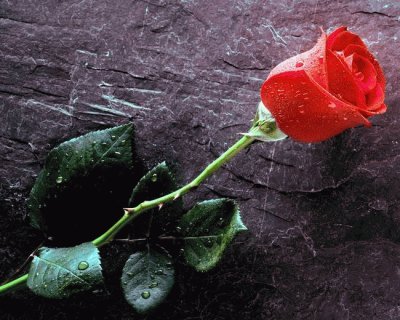 Red Rose jigsaw puzzle