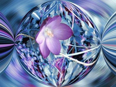 Blue crocus jigsaw puzzle