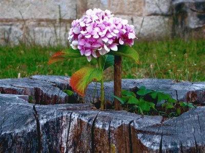 Hortensia solitaria jigsaw puzzle