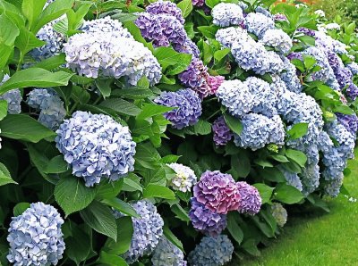 Hortensias jigsaw puzzle