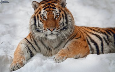 פאזל של Tigre