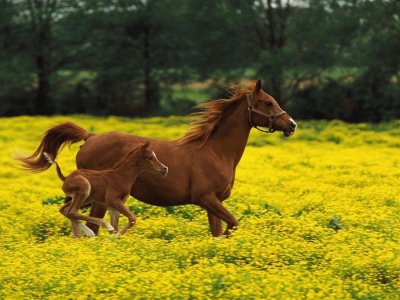 Animais