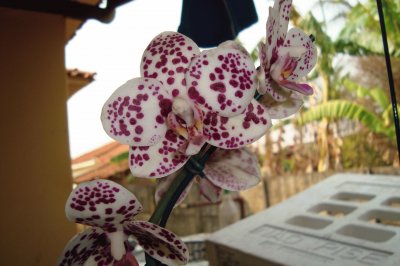 פאזל של minhas orquideas