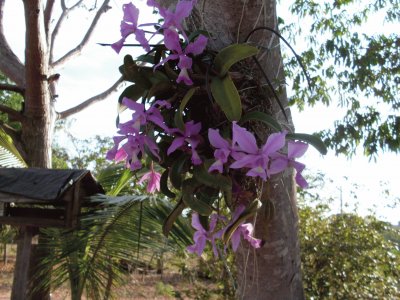 פאזל של orquideas