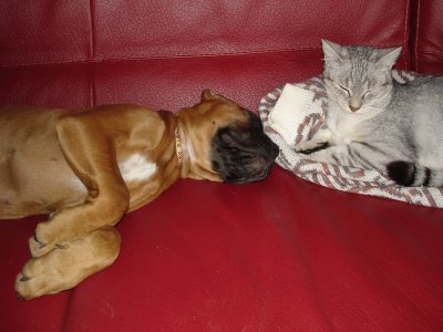 jeune boxer et chat