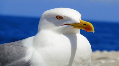 Gaviota jigsaw puzzle