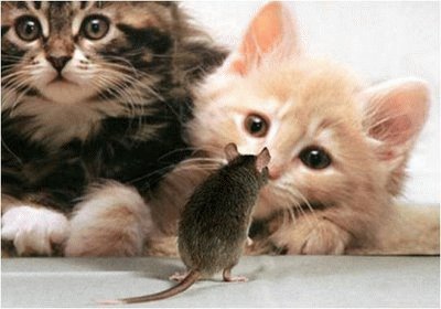 GATO E RATO