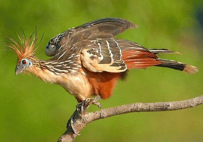 פאזל של hoatzin