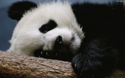 פאזל של Panda