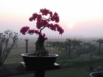 Bonsai jigsaw puzzle