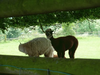 Alpacas