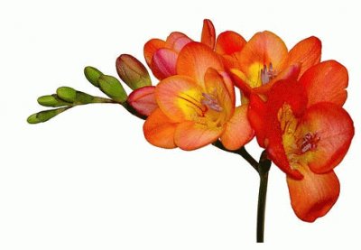 freesia