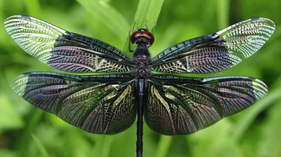 פאזל של mariposa