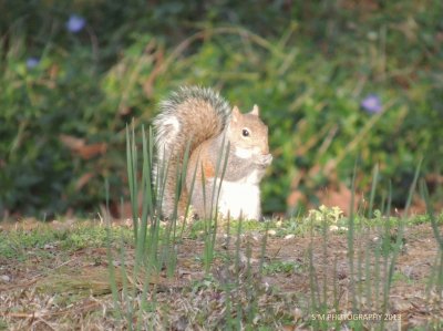 Squirrel jigsaw puzzle