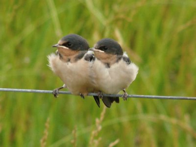 Baby Barn Swallows