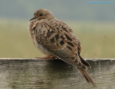 פאזל של Dove