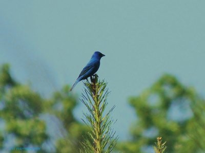 Indigo Bunting jigsaw puzzle