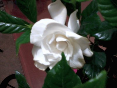 פאזל של GARDENIAS