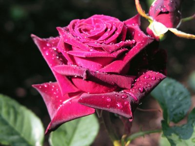 Red Rose