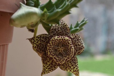 Cactus en Flor