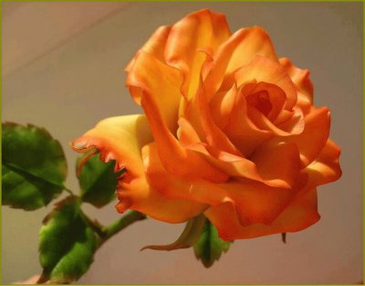 פאזל של Rosa anaranjada