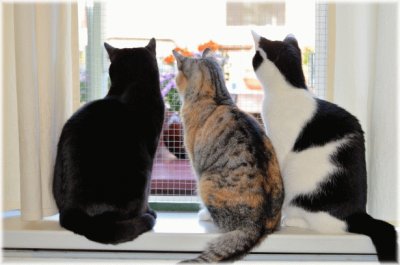 3 Cats jigsaw puzzle