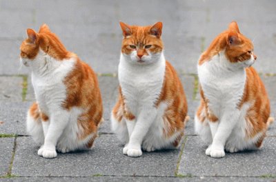 Red and White Cat Poses