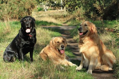 Dogs jigsaw puzzle