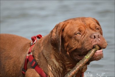 Dog With Stick jigsaw puzzle