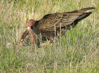 פאזל של Buzzard