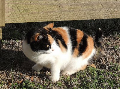 Calico Cat jigsaw puzzle