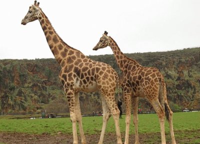 Girafas