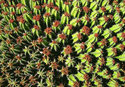 Cactus jigsaw puzzle