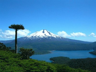 araucaria chile jigsaw puzzle