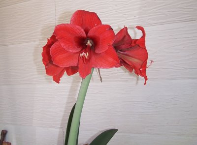 פאזל של red flower