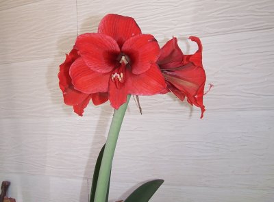 red flower