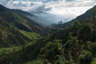 פאזל של Vale Cocora, ColÃ´mbia