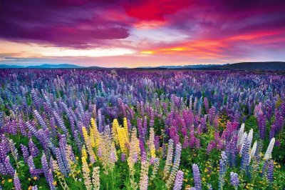 champ de lupins